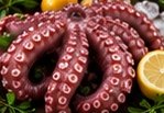 Pulpo